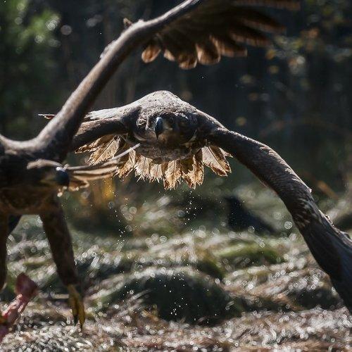 Two lesser spotted eagles