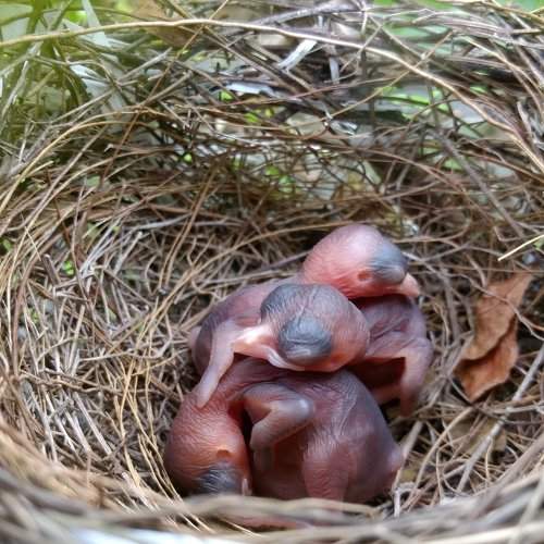 New Born Life