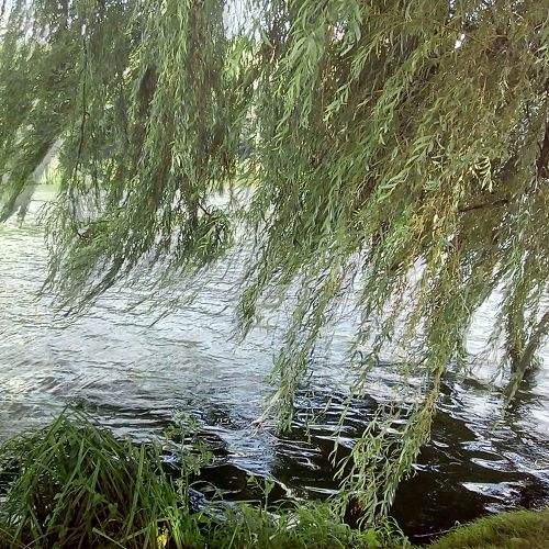 Photo #1619013