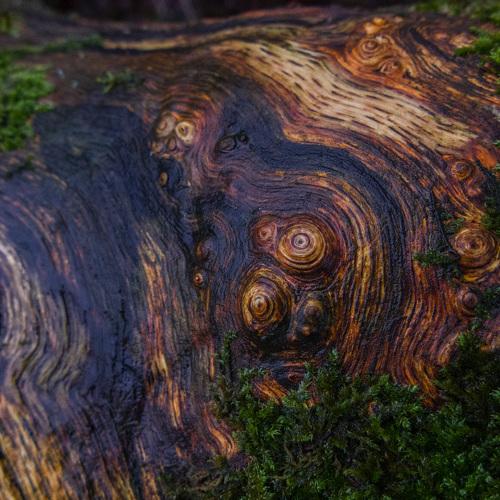Art of the Nature.