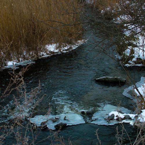 Stream in forest.