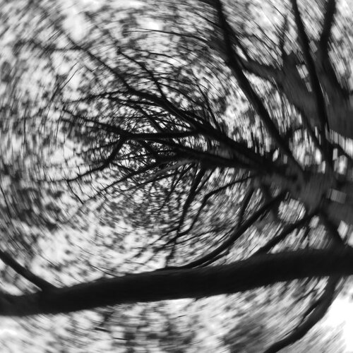 Woodland Whirl