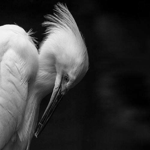 Egret in the dark