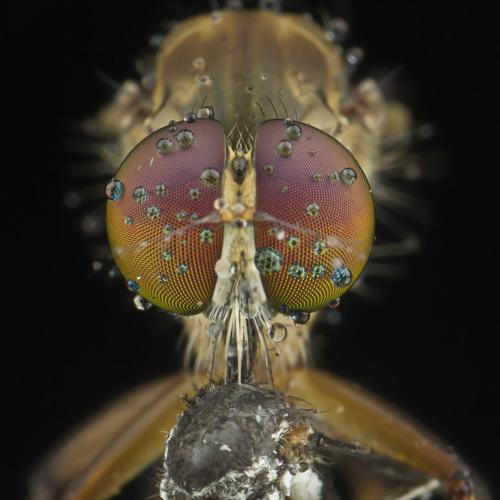 Robber fly with Big Prey