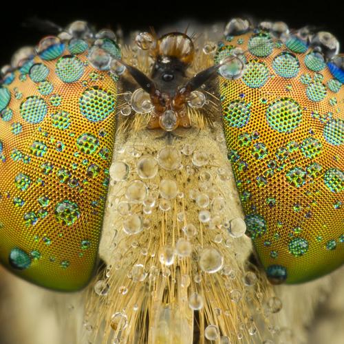 Robber fly with Dew