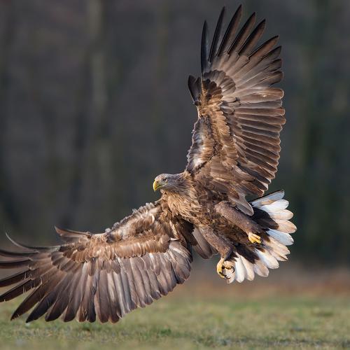 White-tailed eagle