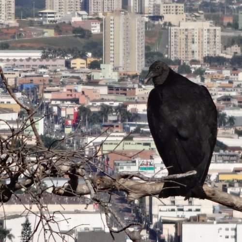 Vulture lurking