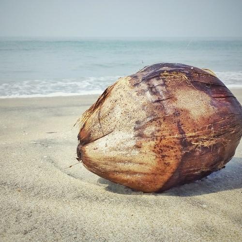 Coconut on Bay