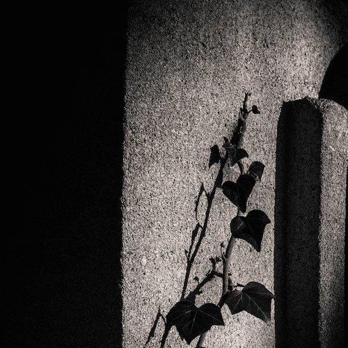 IVY