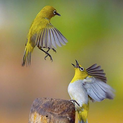 Oriental White Eye