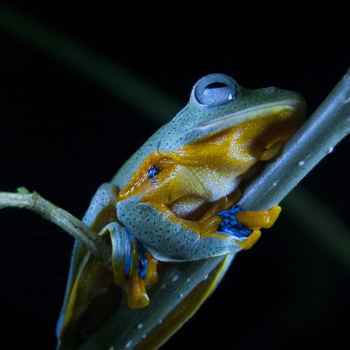 The nocturnal waiting a night wet