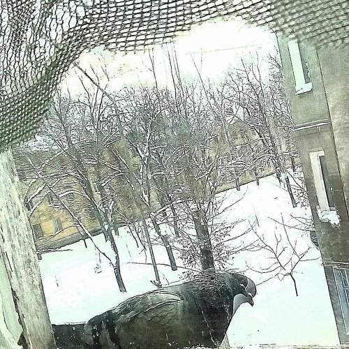 Голубь