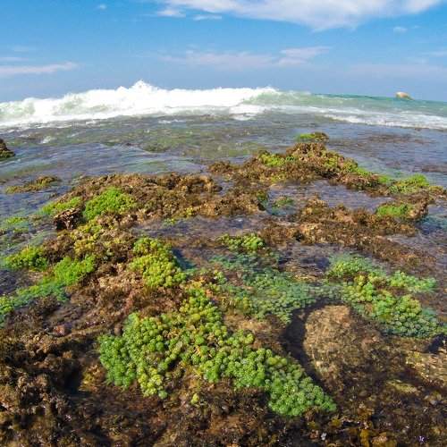 The low tide on the ocean