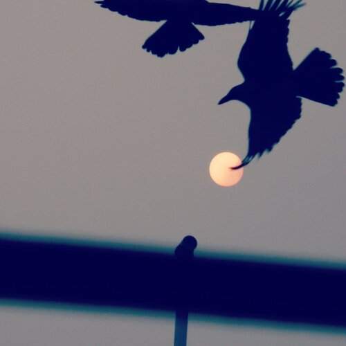Freedom