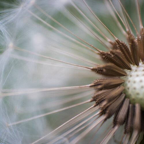 Taraxacum officinale