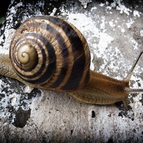 Snail