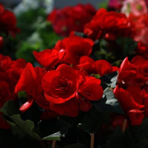 Red flowers