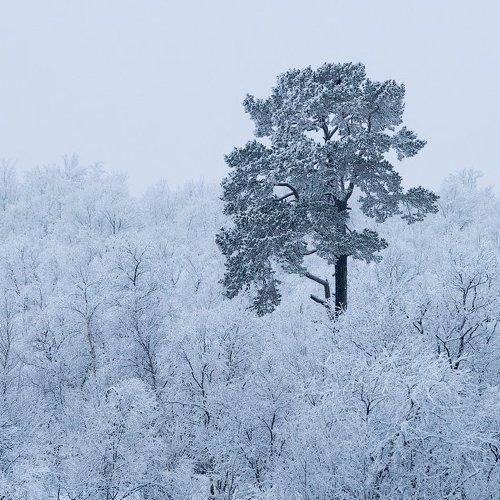 Белым по белому