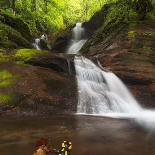 Director of Waterfall