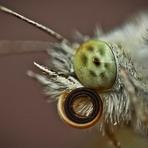 Portrait of a butterfly