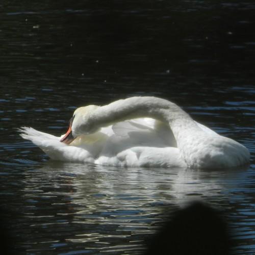 Swan