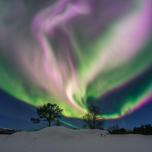 Розовый дракончик