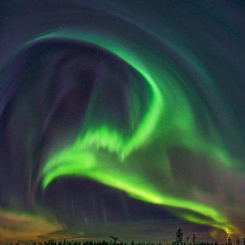 Птица Аврора