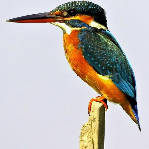 Common Kingfisher