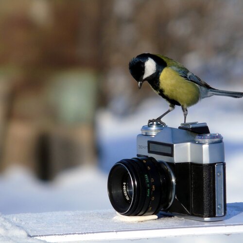 Синичка фотограф