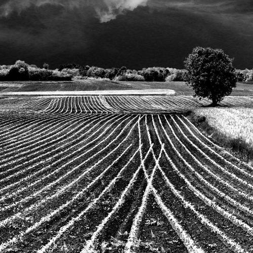Spring fields