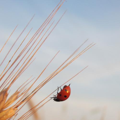 ladybug