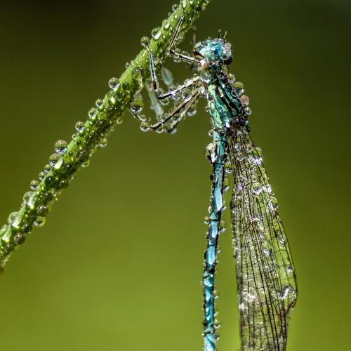 Morning dew