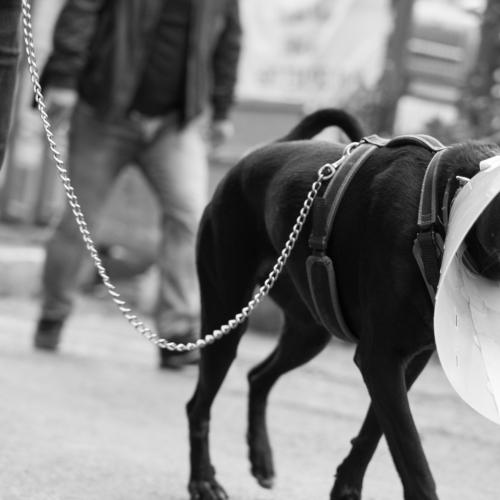 Sad dog