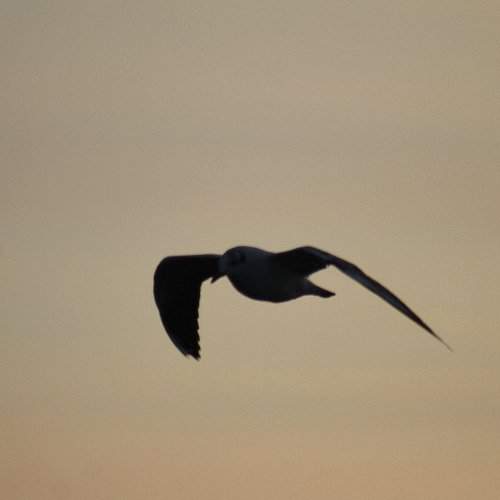 Photo #1654999