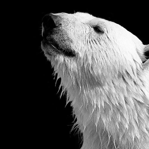 Photo #1655414
