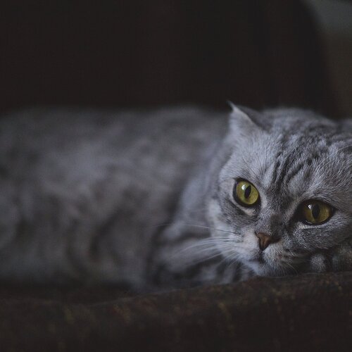 She
