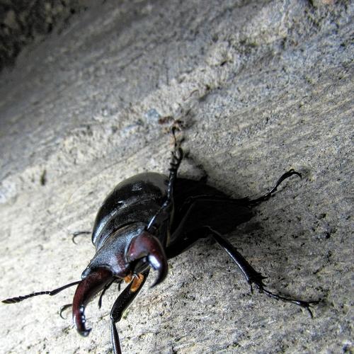 Beetle!