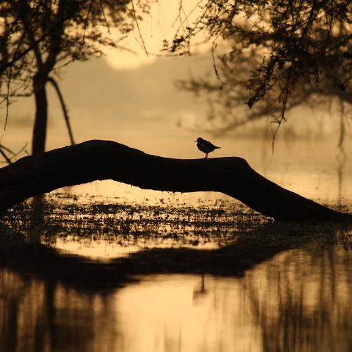 Morning yoga