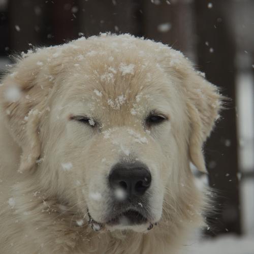 Снежный пес