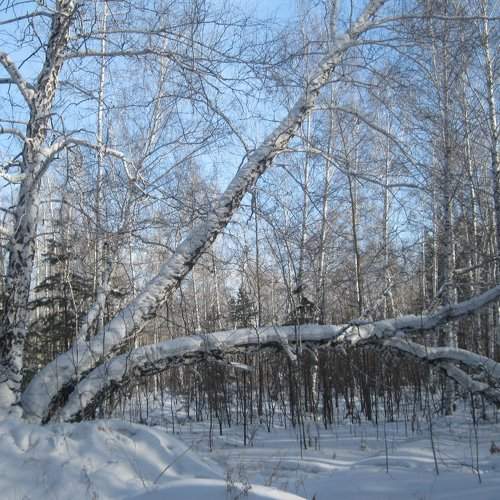 Зимний лес