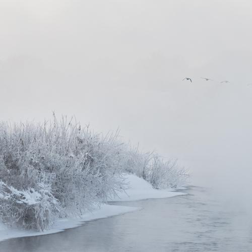 Photo #1663450