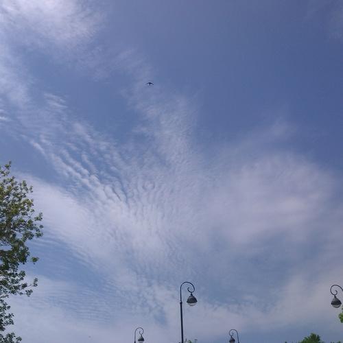 Ласточка в весеннем небе