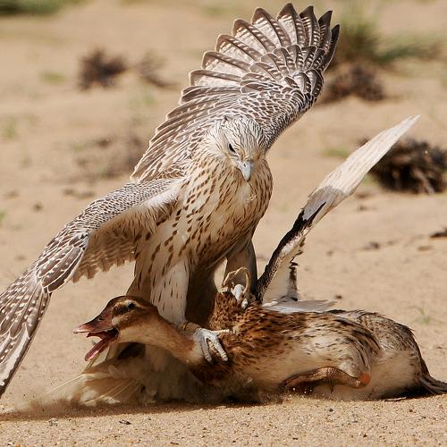 the bird wisdom