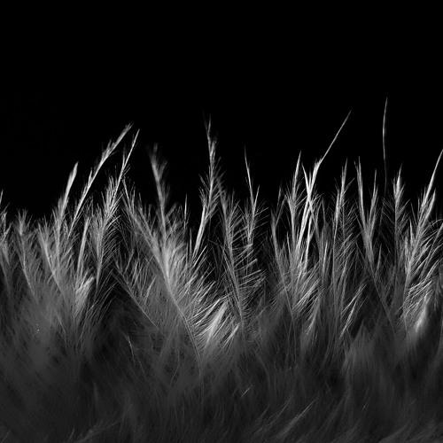 close-up feather
