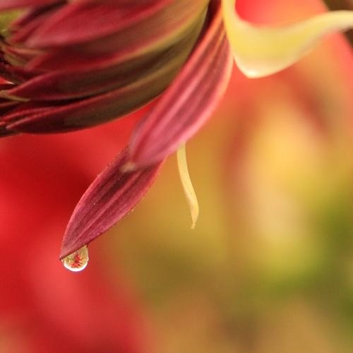 Droplet