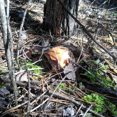Suillus