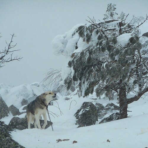 alone in the snow