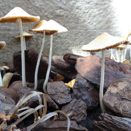 Mushrooms in the vase