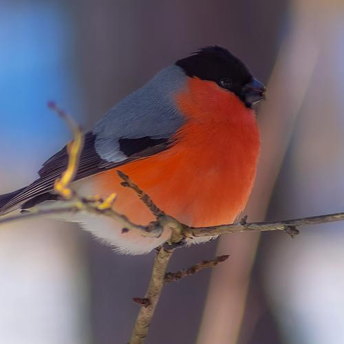 Winter does not have to be sad...