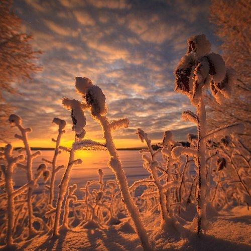 Сказочный лес